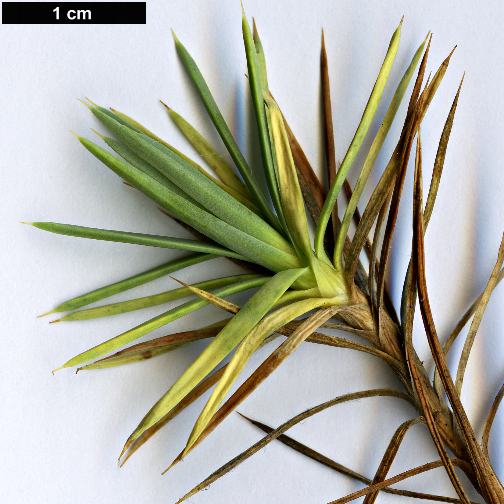 High resolution image: Family: Plumbaginaceae - Genus: Acantholimon - Taxon: ulicinum - SpeciesSub: var. creticum